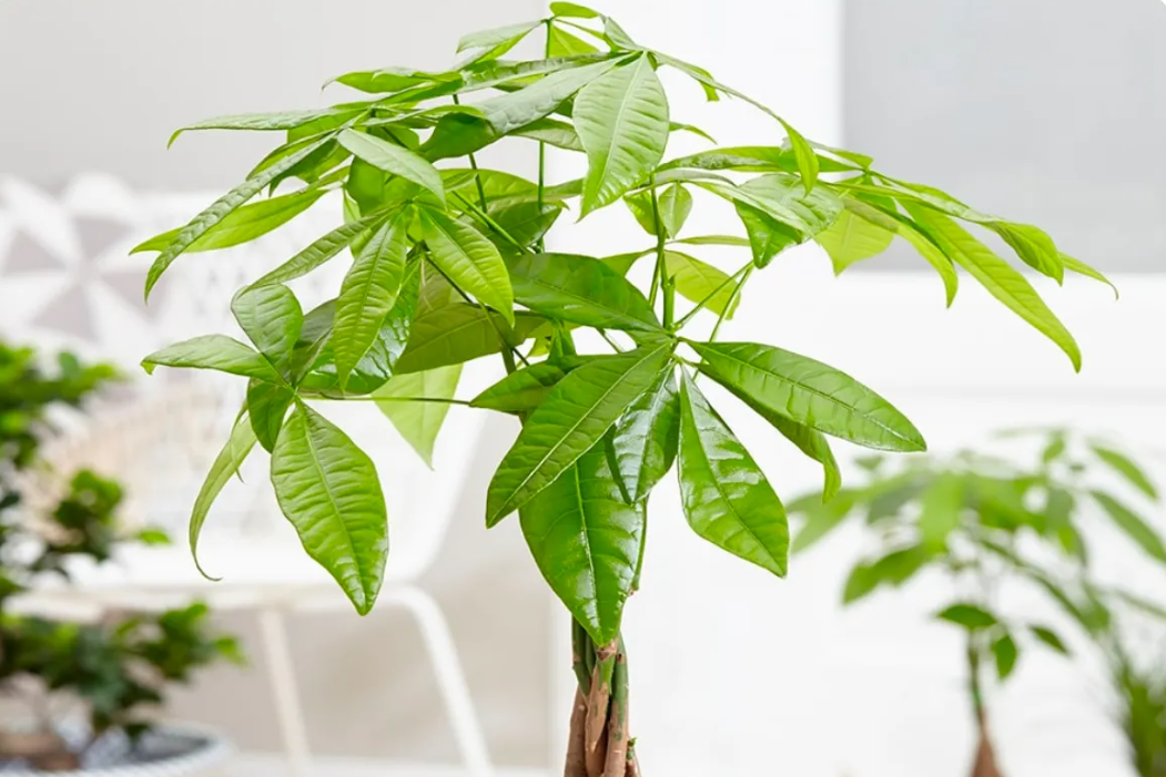 Top 5 cây cảnh nên đặt trong phòng khách, vừa sang trọng vừa có ý nghĩa tài lộc (ảnh 6)