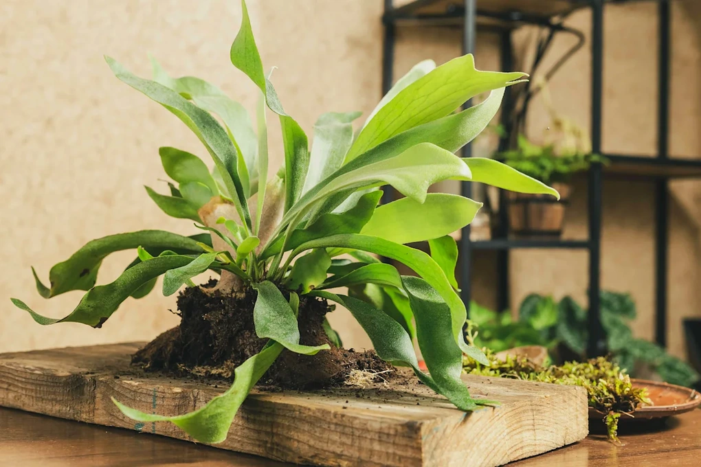 6 loại cây cảnh độc đáo giúp nâng tầm không gian sống - 1 6 loại cây cảnh độc đáo giúp nâng tầm không gian sống - 1