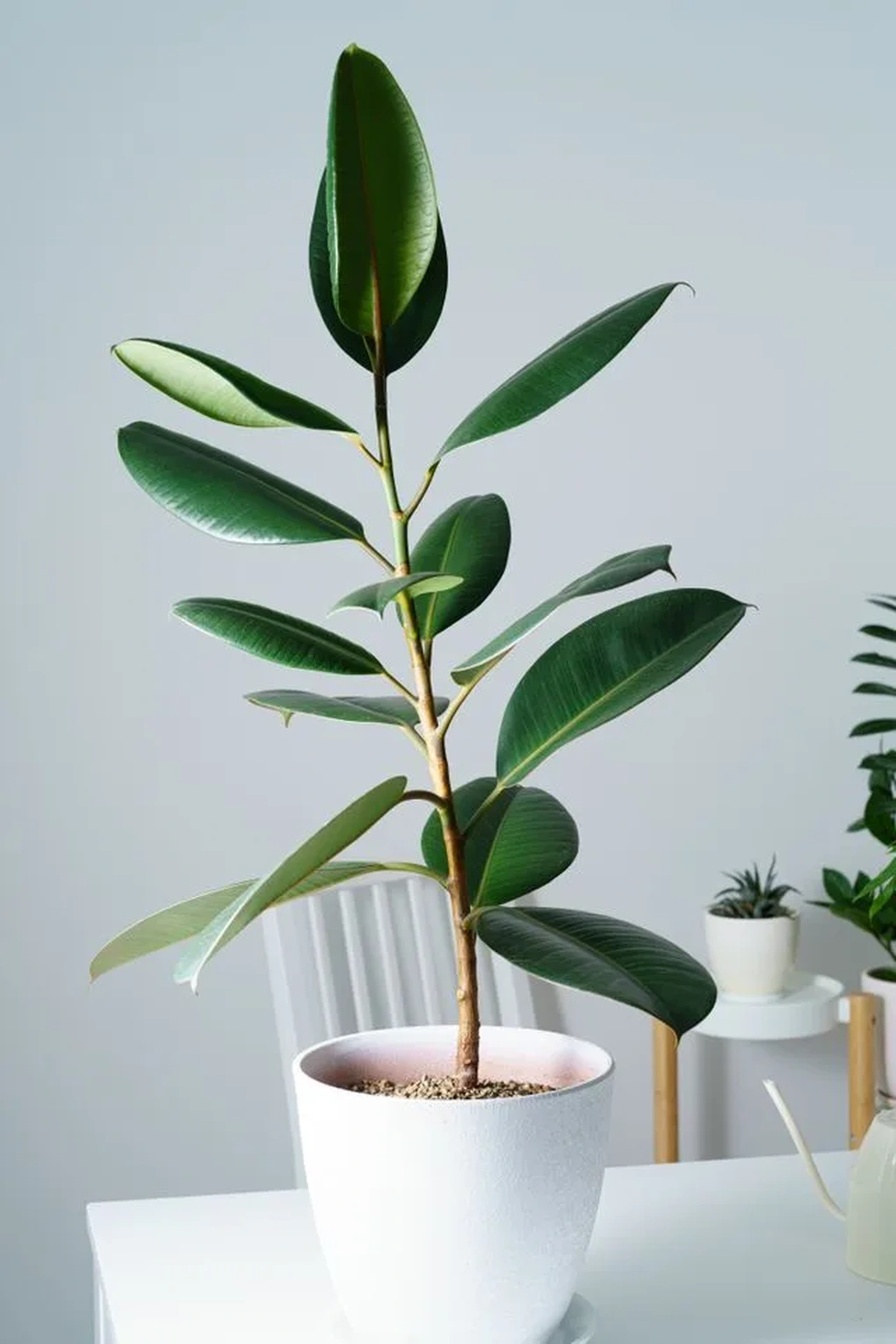 6 loại cây cảnh độc đáo giúp nâng tầm không gian sống - 5 6 loại cây cảnh độc đáo giúp nâng tầm không gian sống - 5